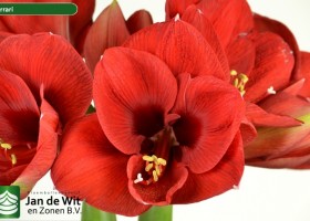 hippeastrum Ferrari ® (2)